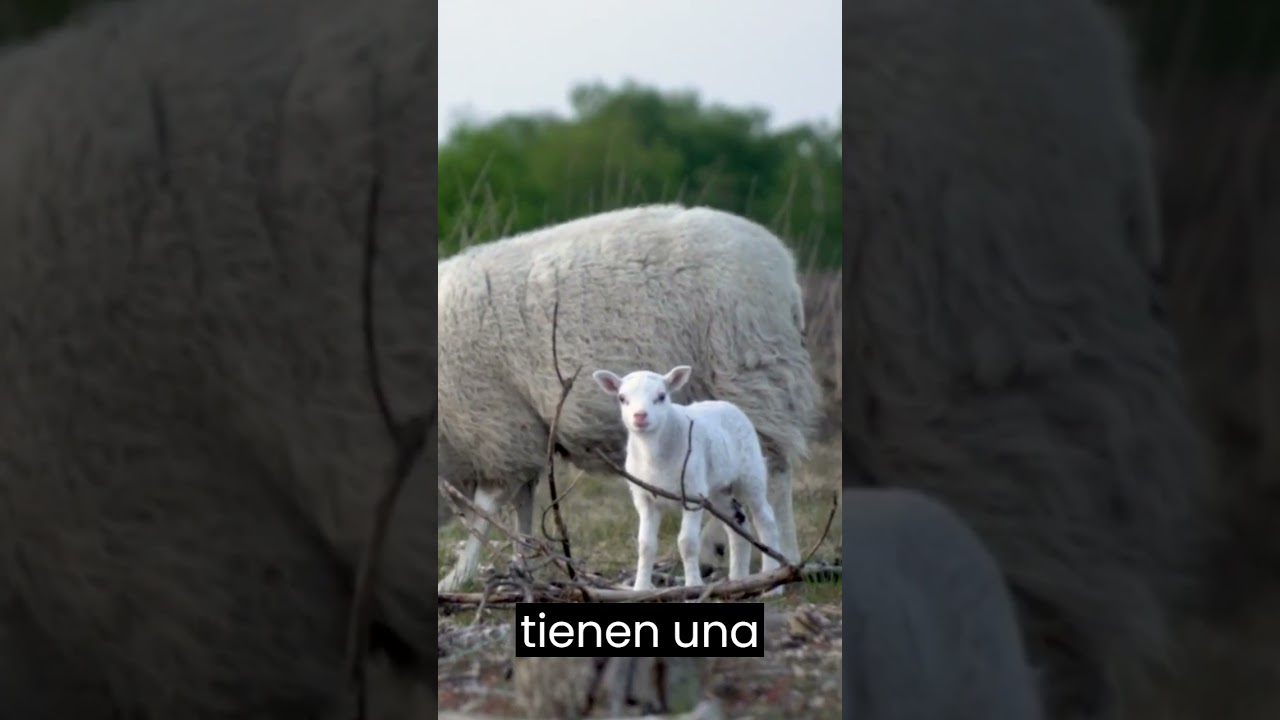 ovejas amarradas una vision de limitaciones y restricciones