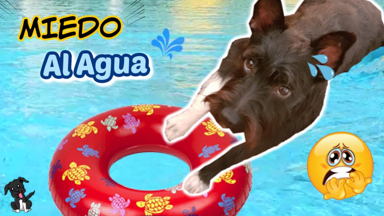 perros bajo el agua una experiencia surrealista