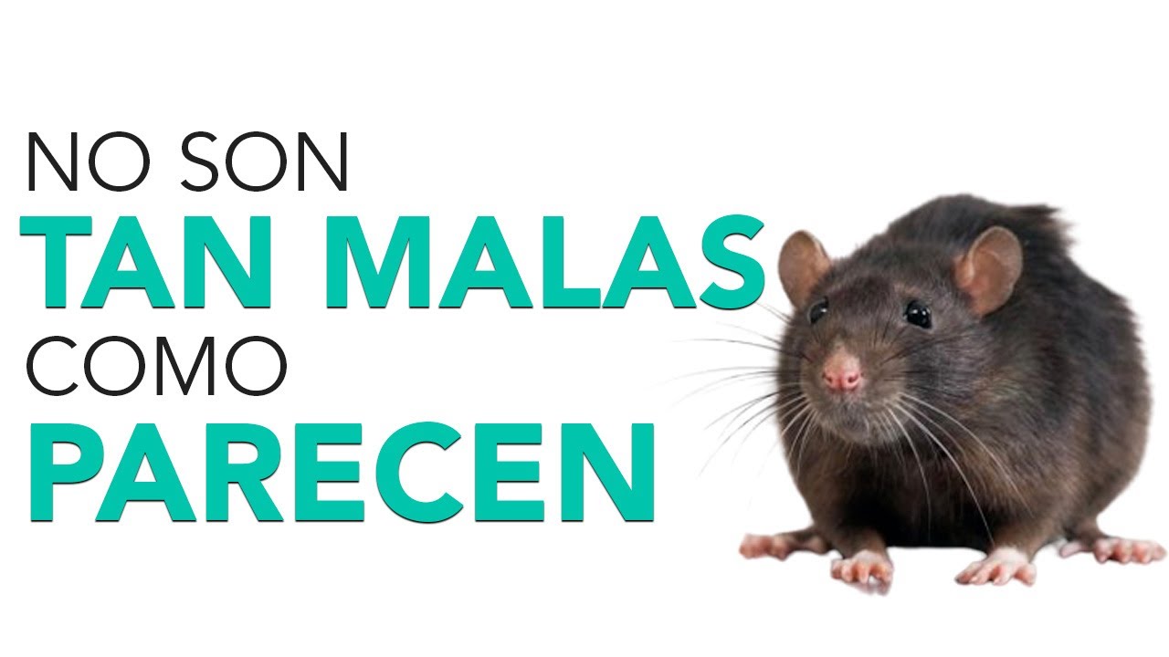 ratas cual es su significado