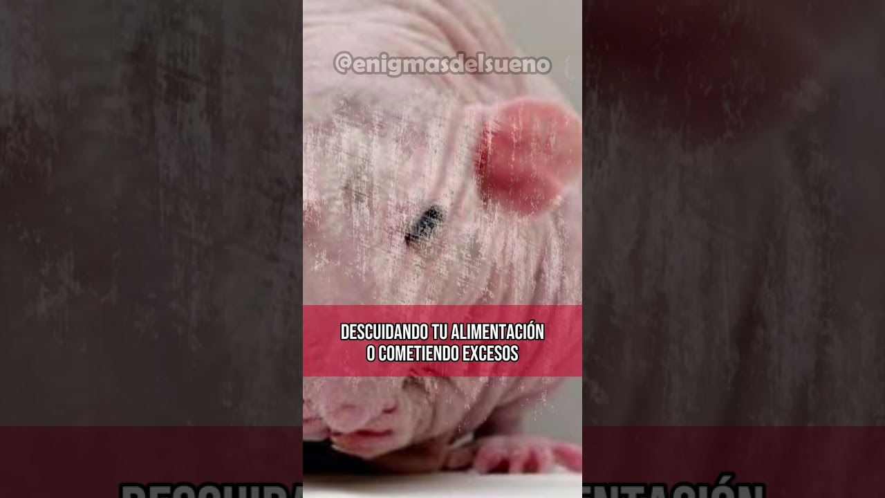ratas sin pelo que significa este extrano sueno