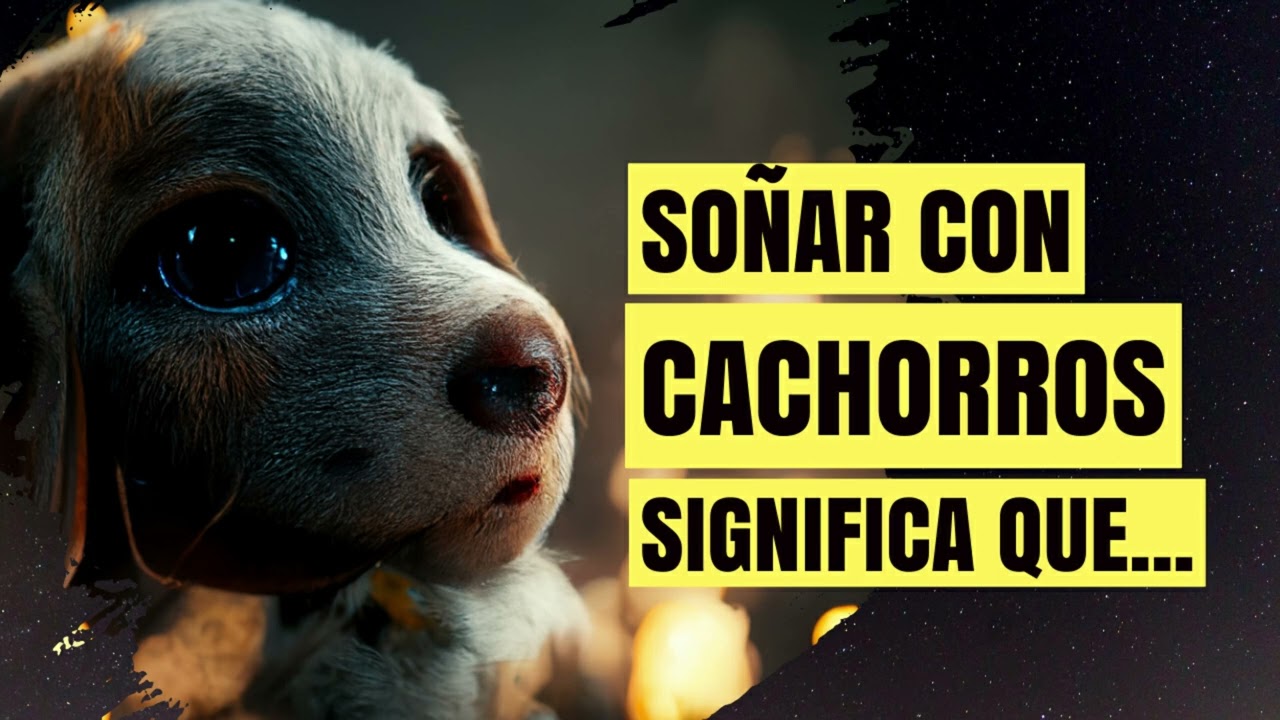 schnauzer interpretacion de suenos con esta raza de perros