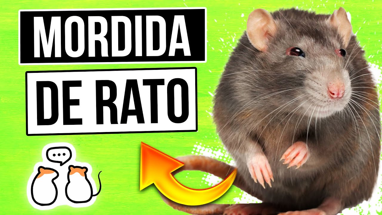 ser mordido por ratas