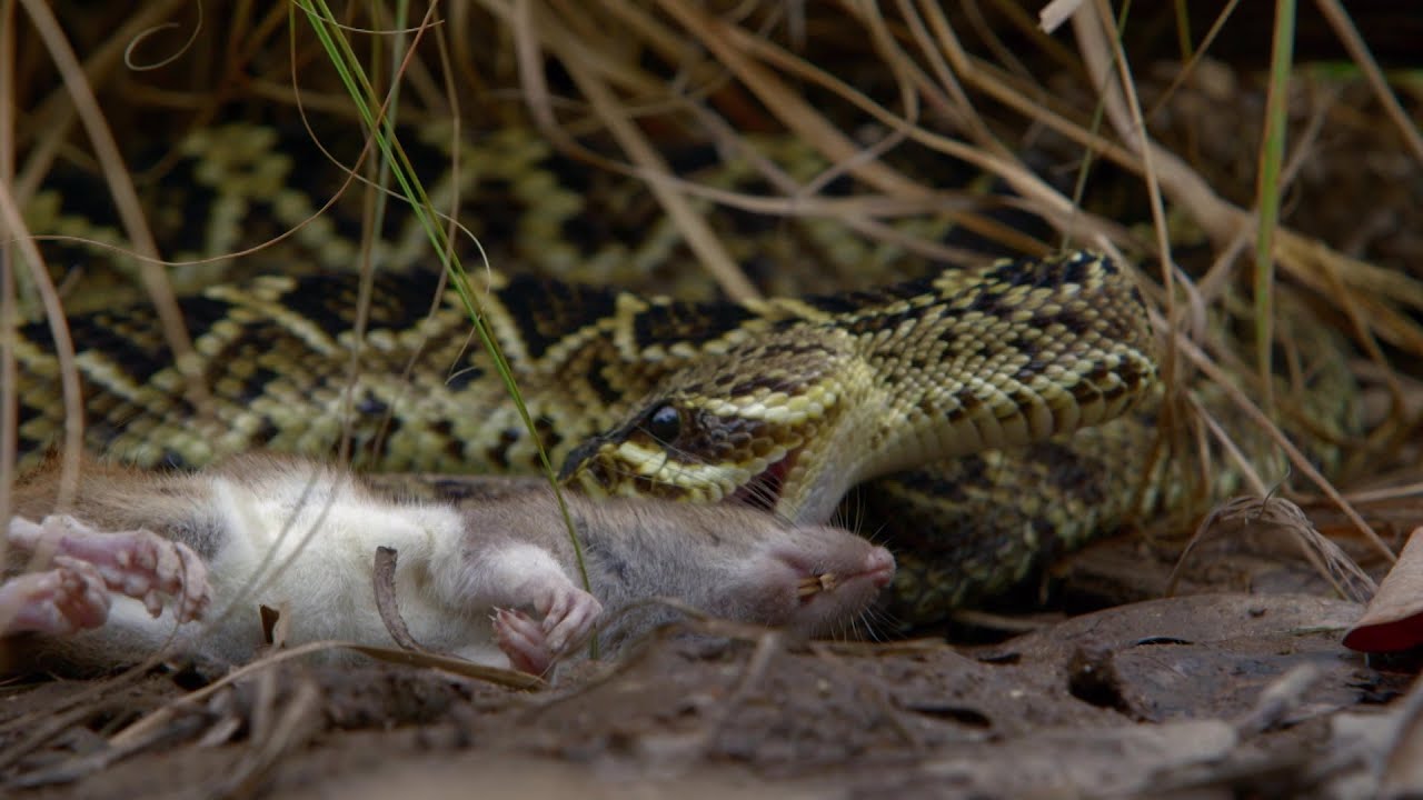 serpiente que ataca una experiencia aterradora en el mundo onirico
