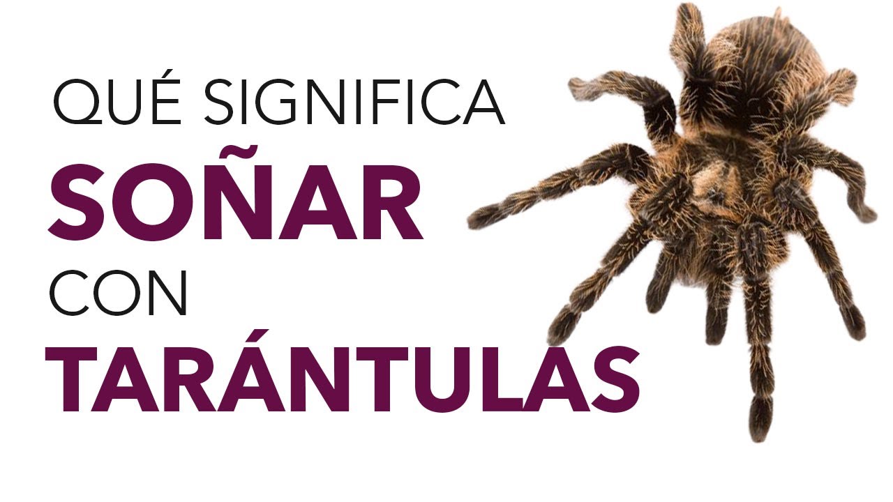 tarantulas cafes que significa este sueno