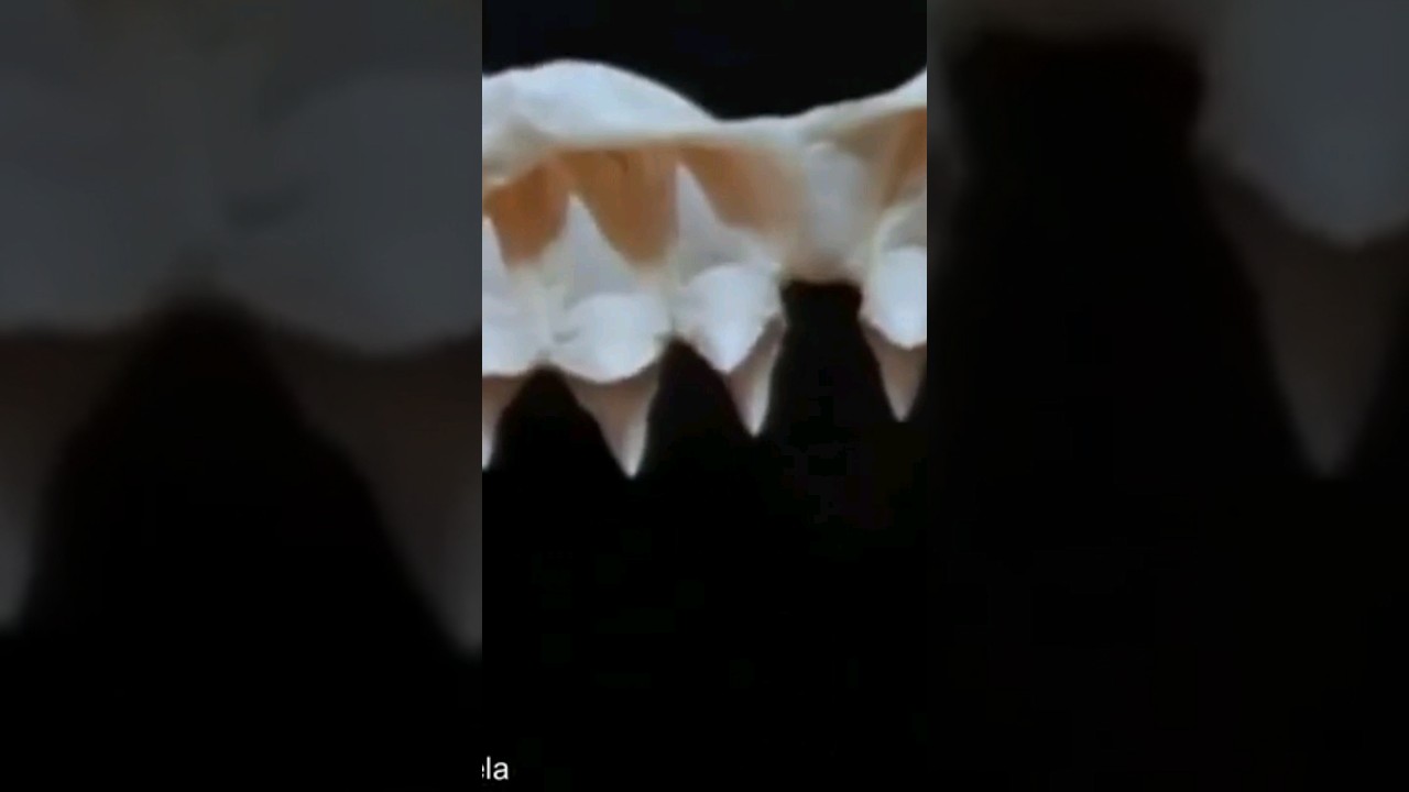 tiburones sin dientes un sueno inofensivo o una advertencia oculta