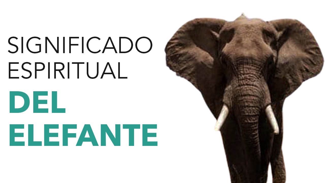 un elefante bebe significado y simbolismo