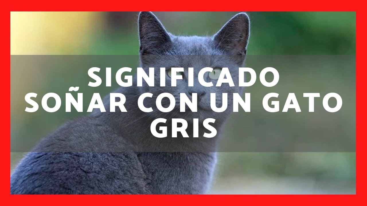 un gato gris que significa este sueno