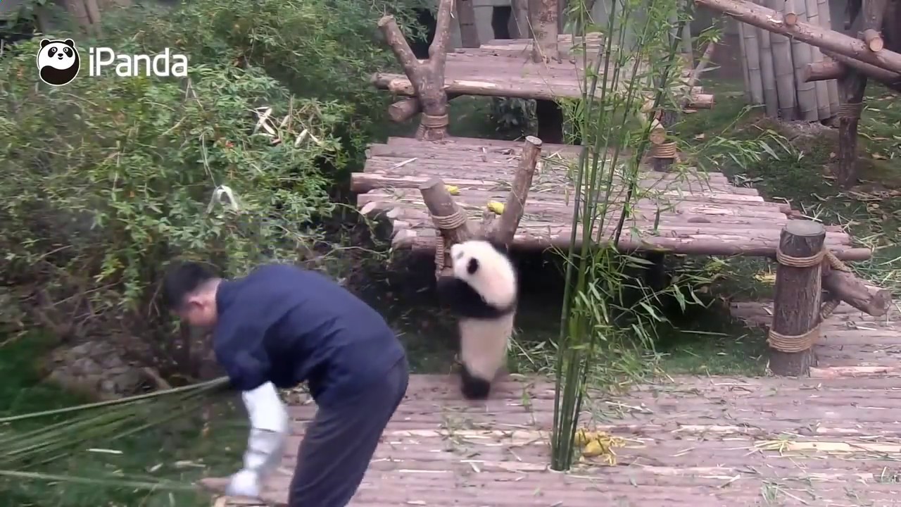 un osezno tierno y jugueton