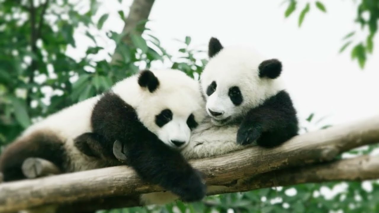 un oso panda que significa este sueno