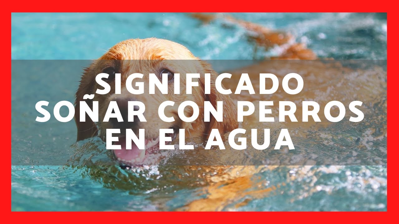 un perro blanco bajo el agua que significa este sueno