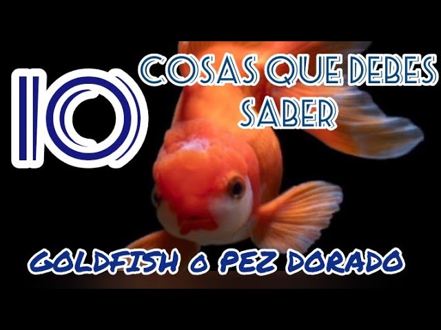 un pez dorado que significa
