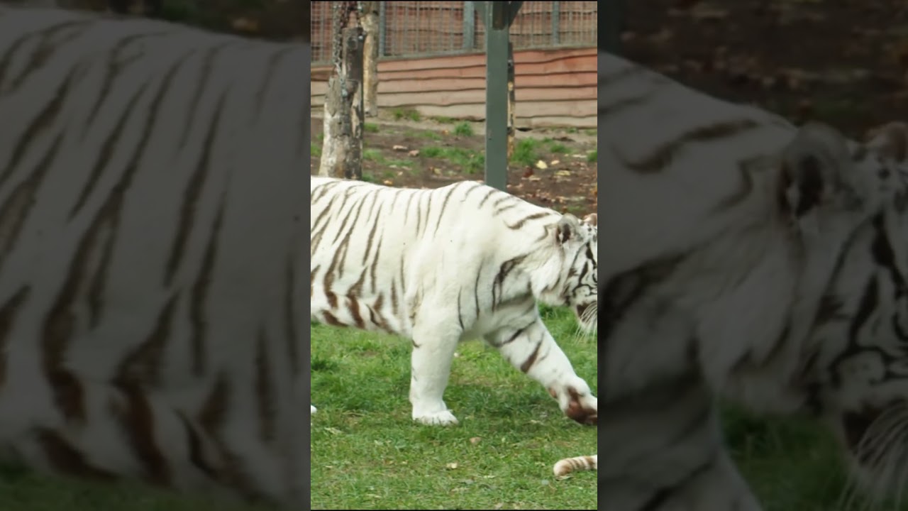 un tigre blanco que significa este sueno