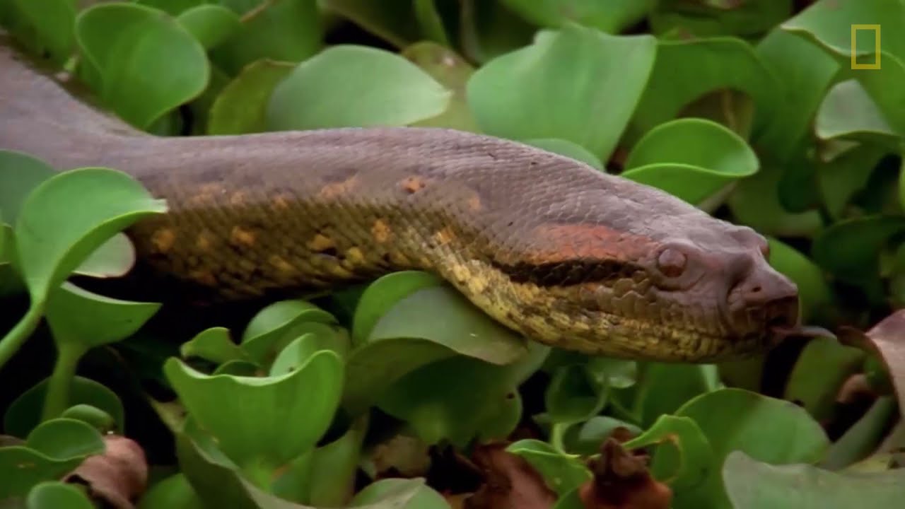una anaconda gigante
