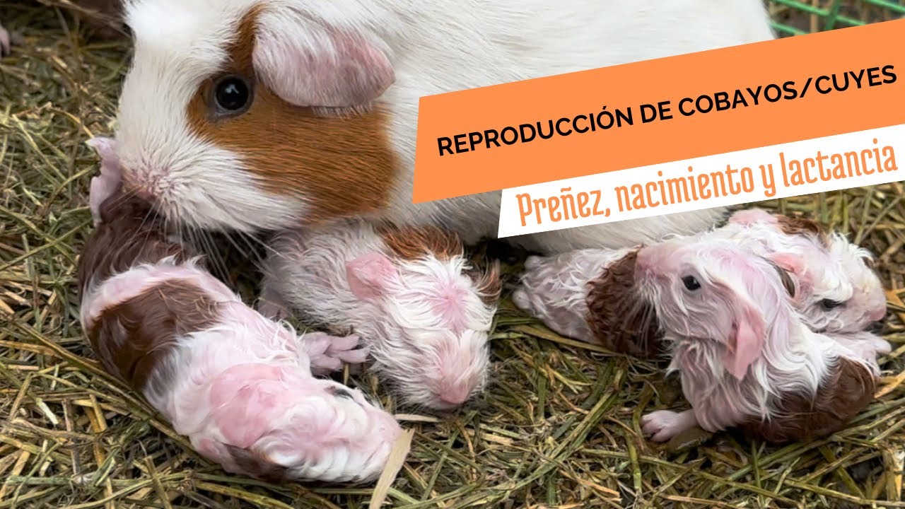 una cuy prenada