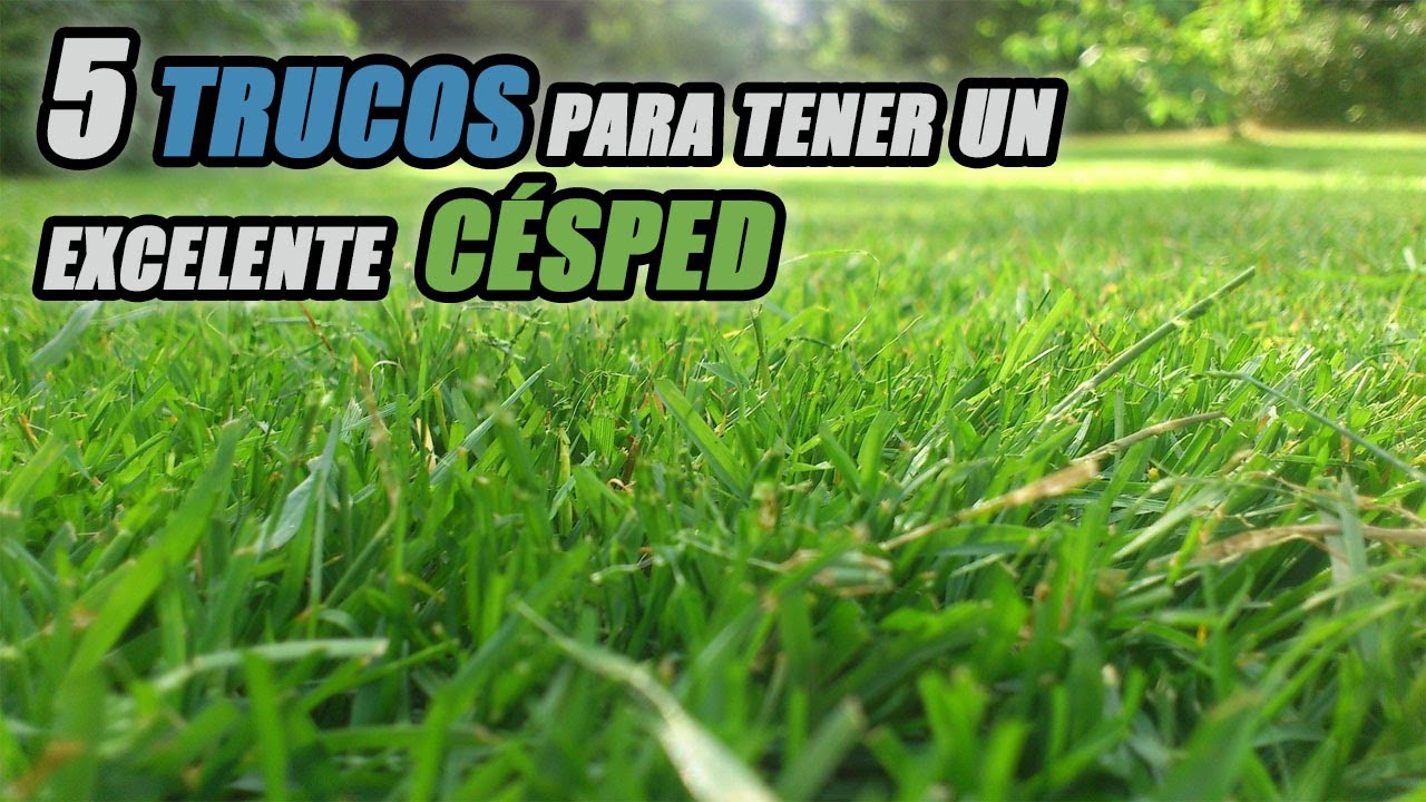 una grama verde y exuberante