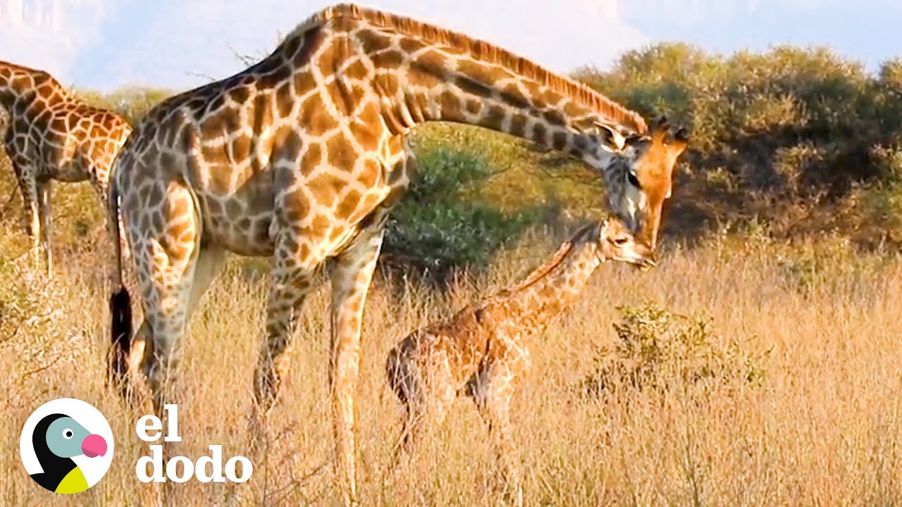 una jirafa bebe