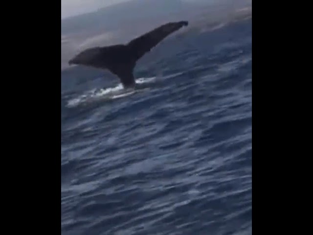 una majestuosa ballena