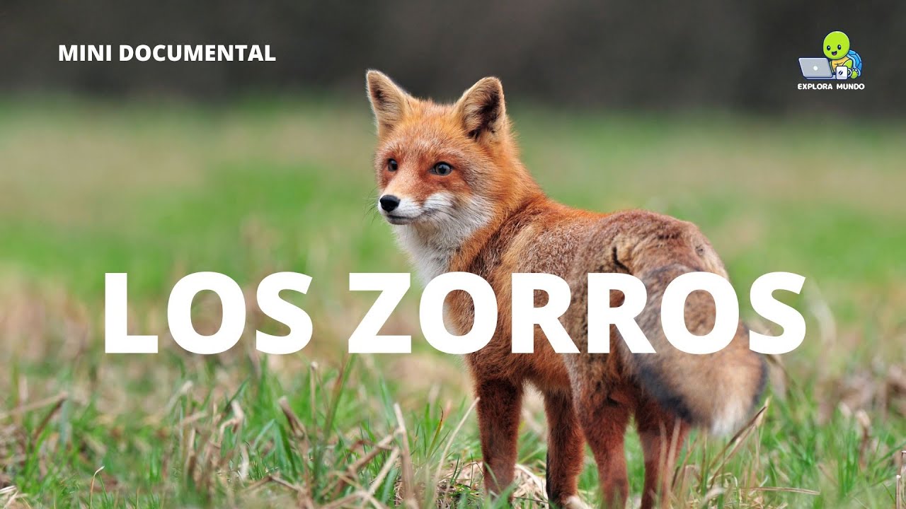 zorros y perros una aventura onirica de animales astutos y leales