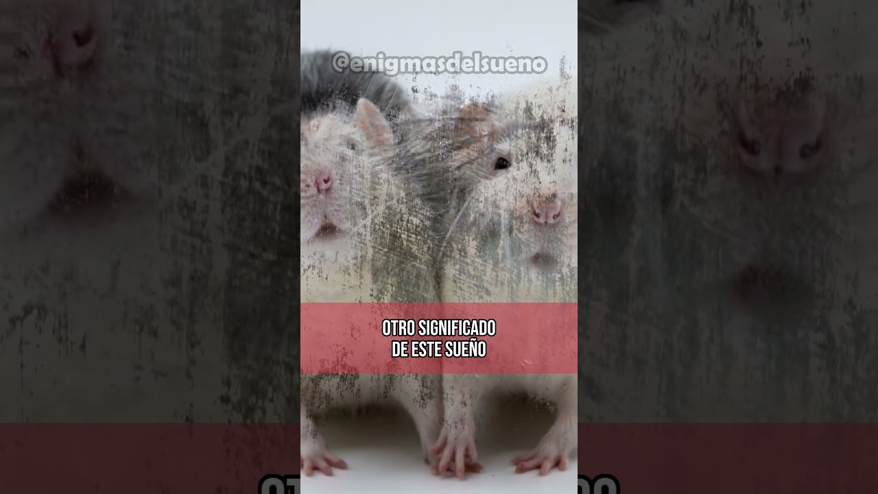 9 ratas que significa este sueno 2