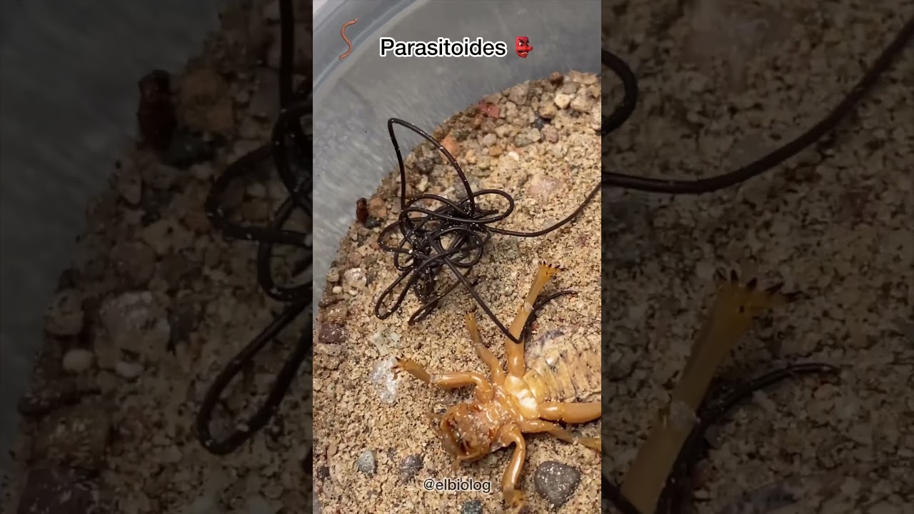 bichos pegados en el cuerpo una experiencia perturbadora