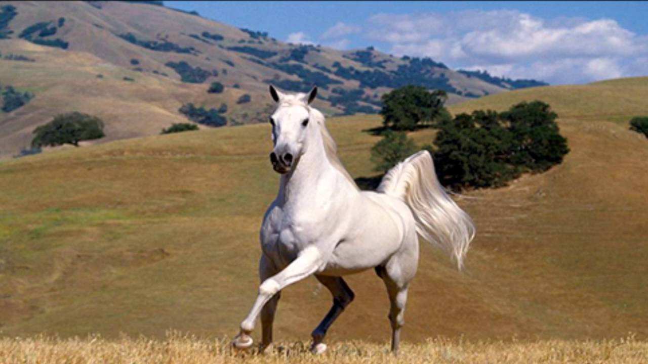 caballos blancos