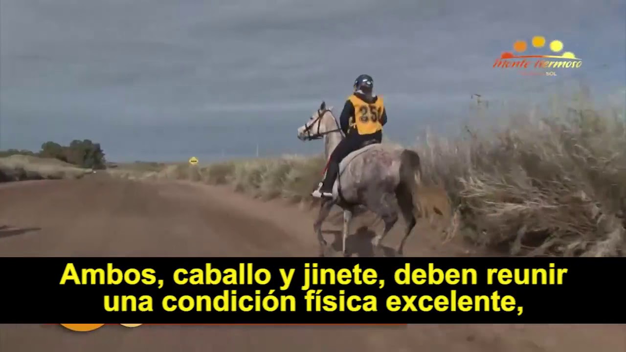 caballos marrones una vision de estabilidad y resistencia