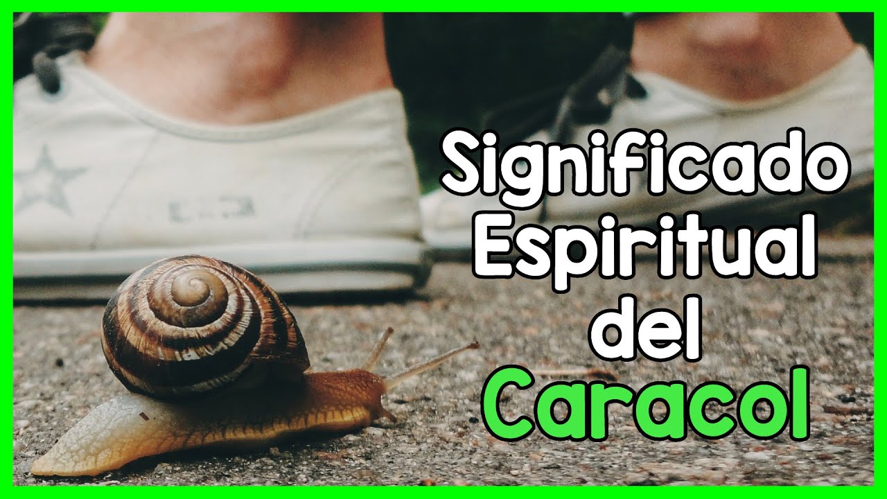 caracoles significado y simbolismo de este sueno