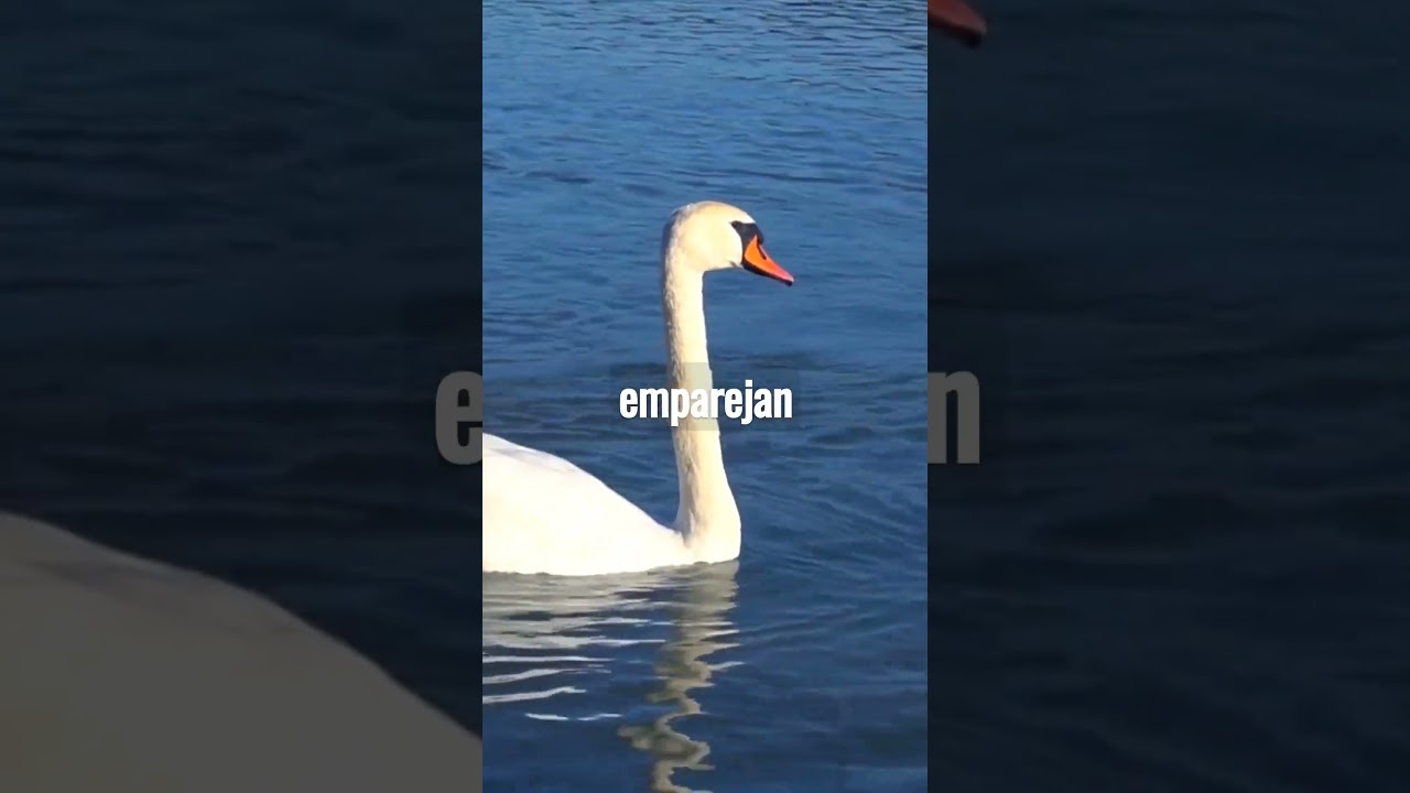 cisnes un sueno de gracia y belleza