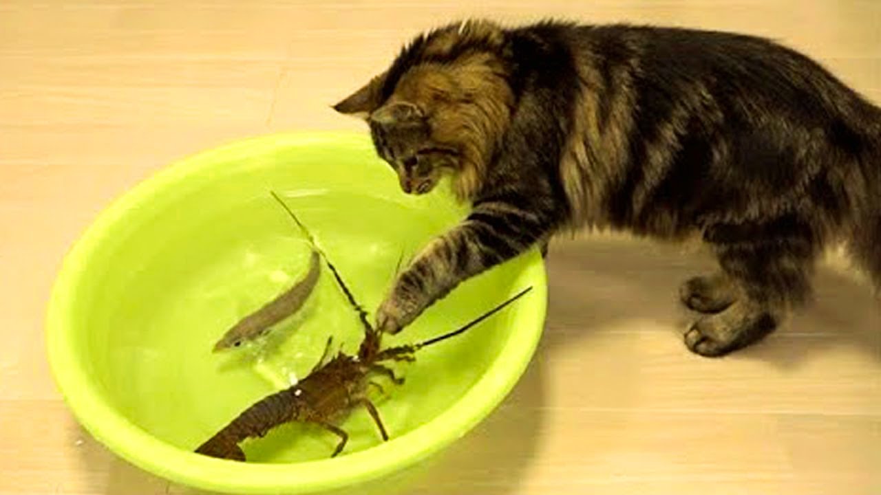 gatos juguetones y traviesos
