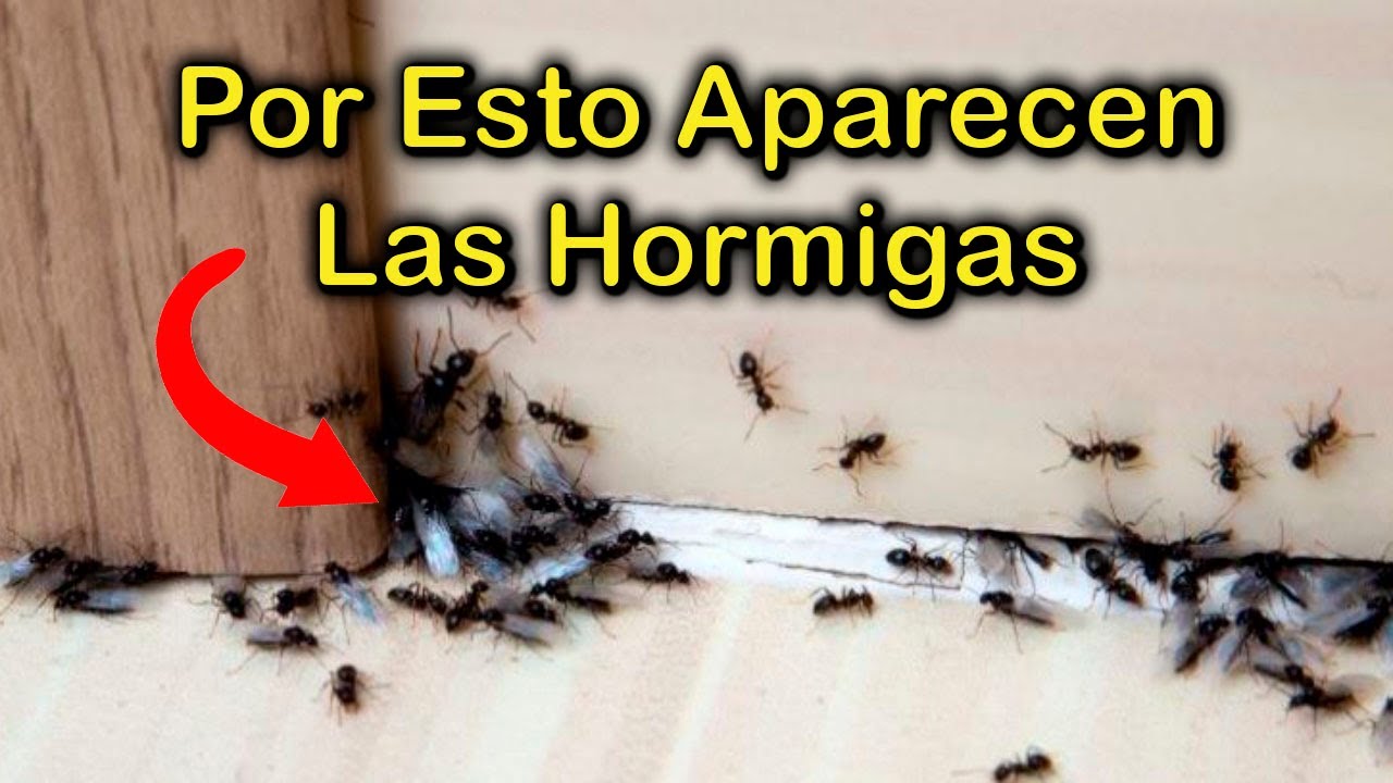 hormigas negras invadiendo el cuerpo