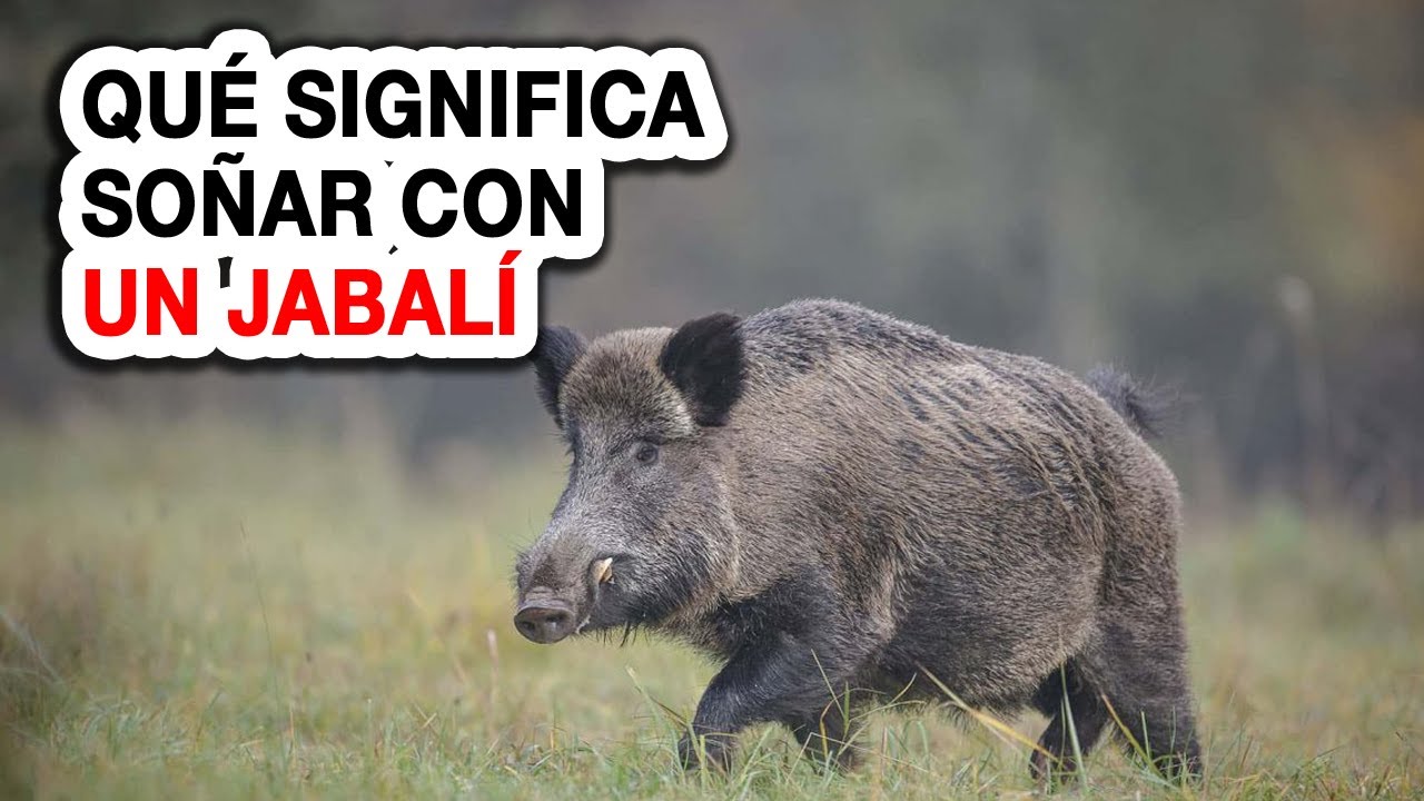 jabali que significa este sueno