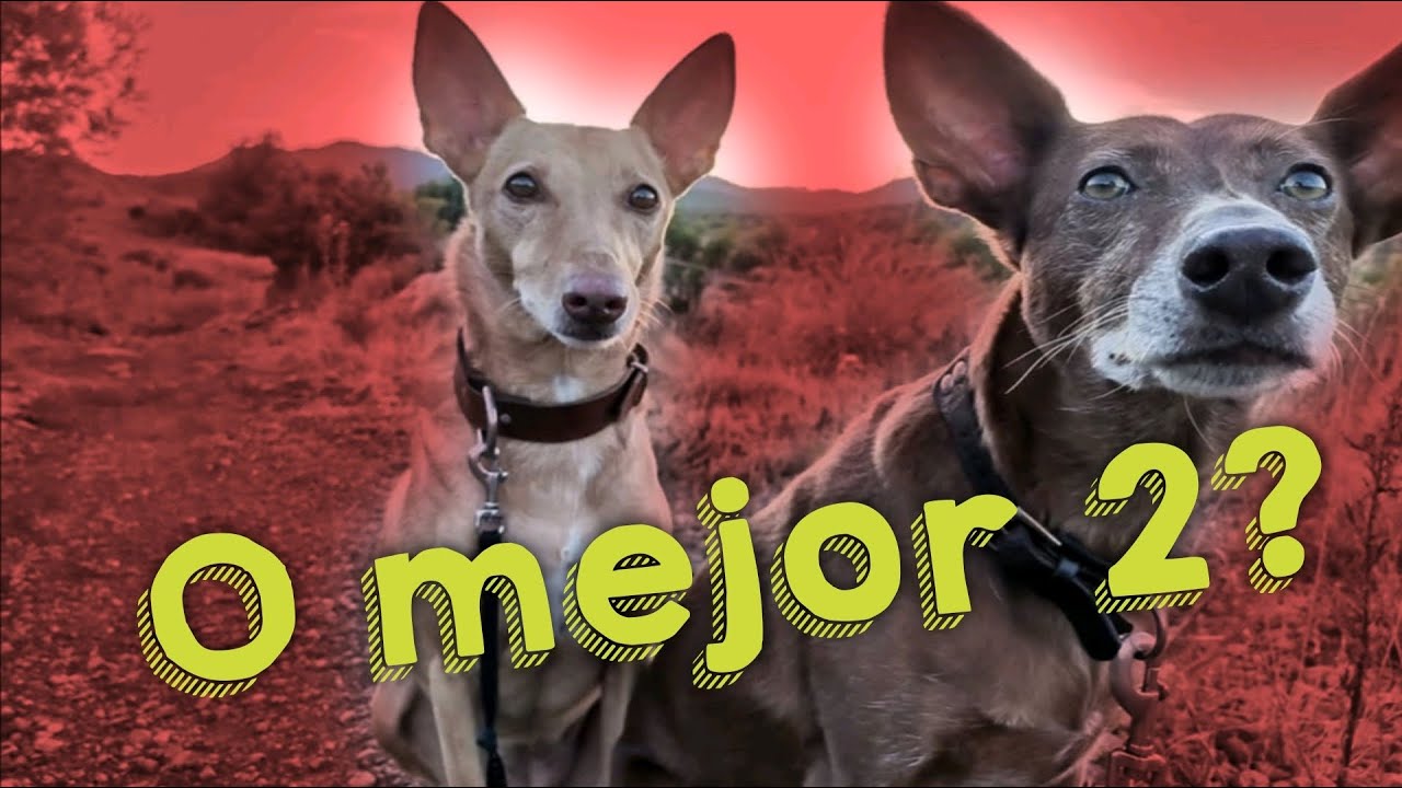 la compania de 2 perros