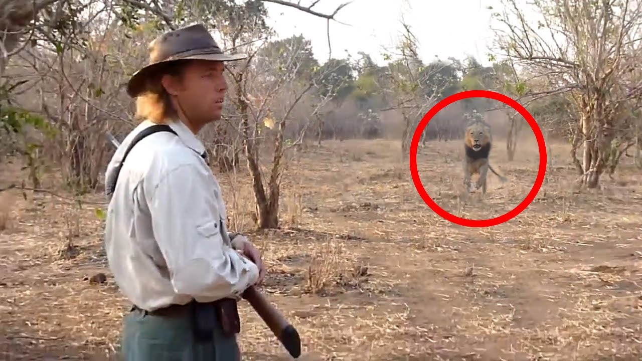 leones que me persiguen una experiencia aterradora