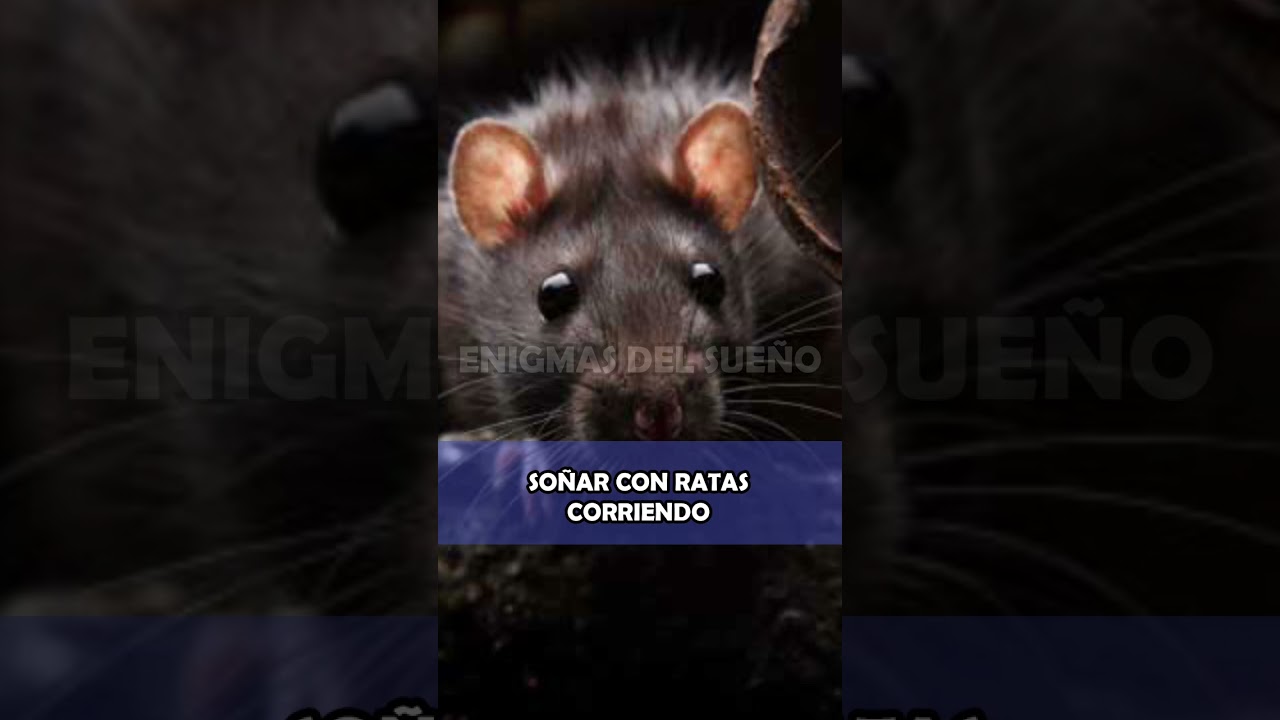 ratas corriendo que significa este sueno