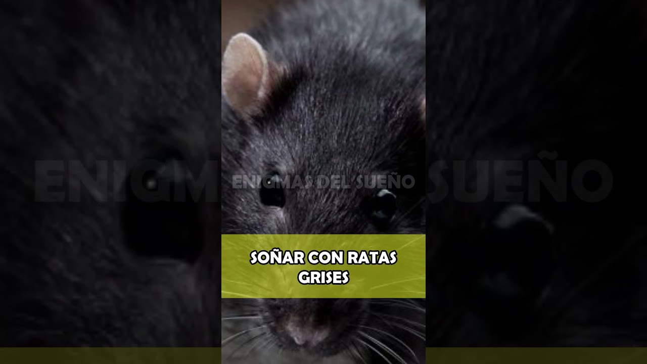 ratas grises que significado tienen en tus suenos