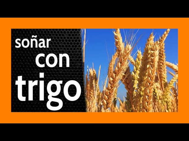 trigo significado y simbolismo de este sueno