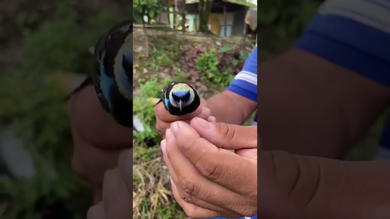 un ave de colores una experiencia magica y vibrante