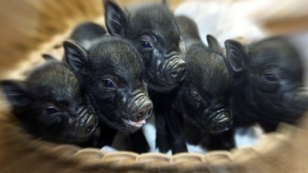 un cerdo negro que significa este sueno
