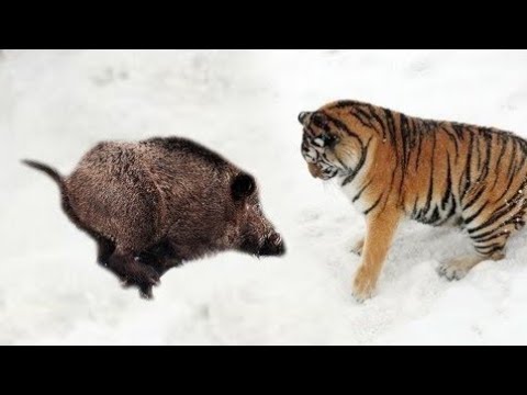 un jabali negro
