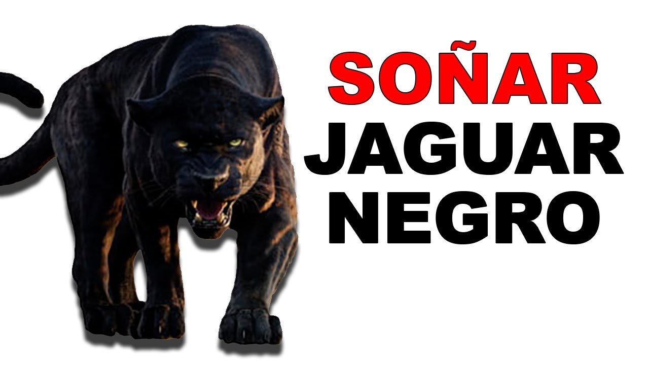 un jaguar negro significado y simbolismo