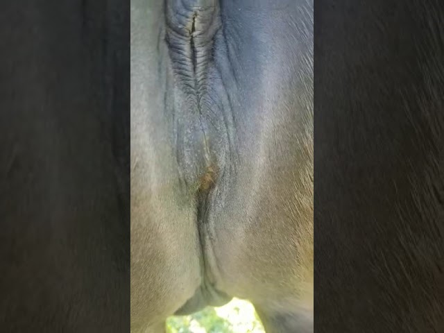 una yegua majestuosa