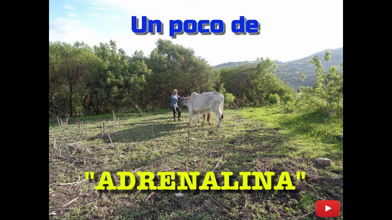 una yunta de toros