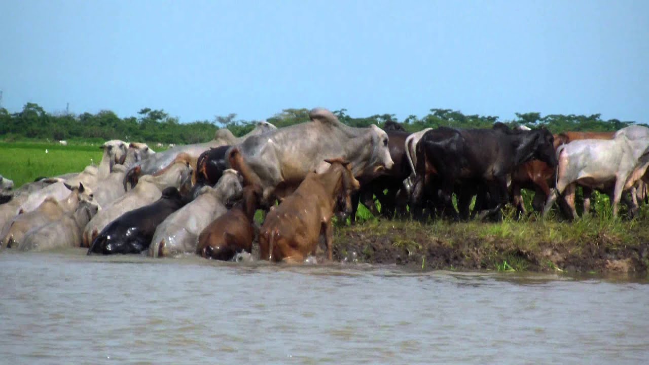 vacas bajo el agua una experiencia surrealista