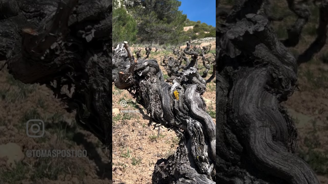 ver vina una experiencia onirica entre los vinedos