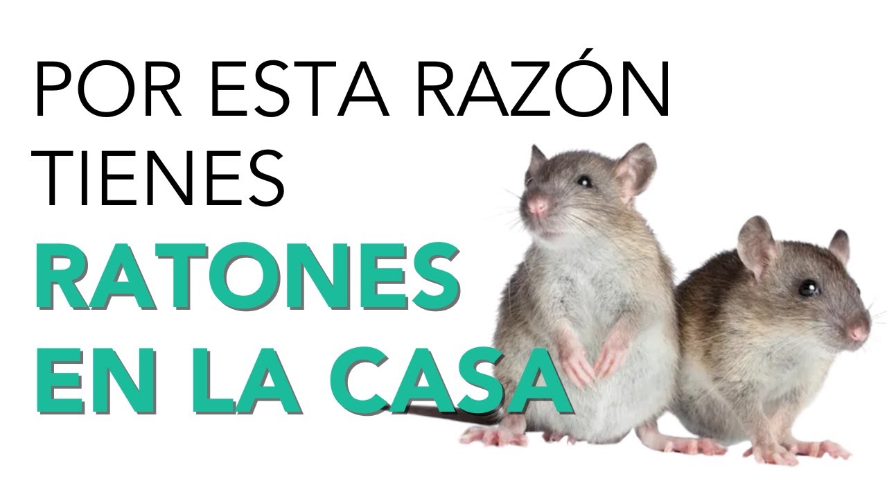 11 ratas que significa este sueno y su simbolismo