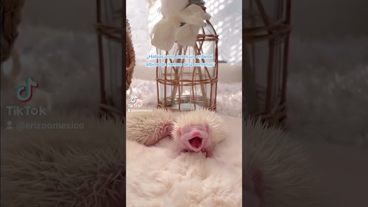 adorables erizos de tierra bebes