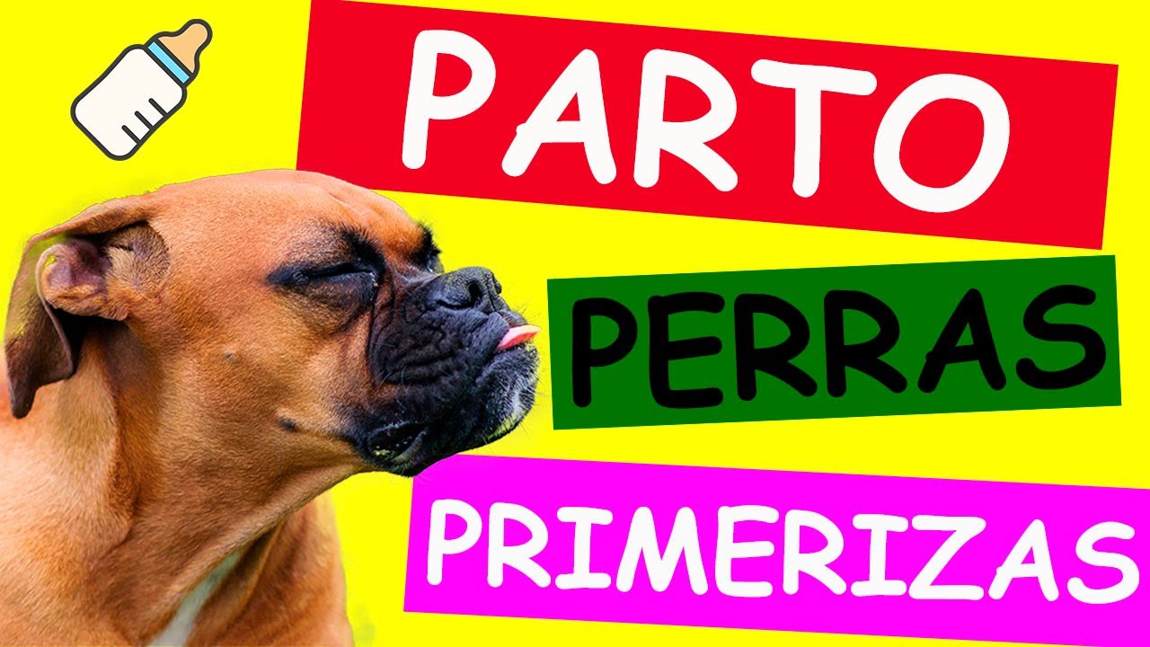 asistir en el parto de una perra