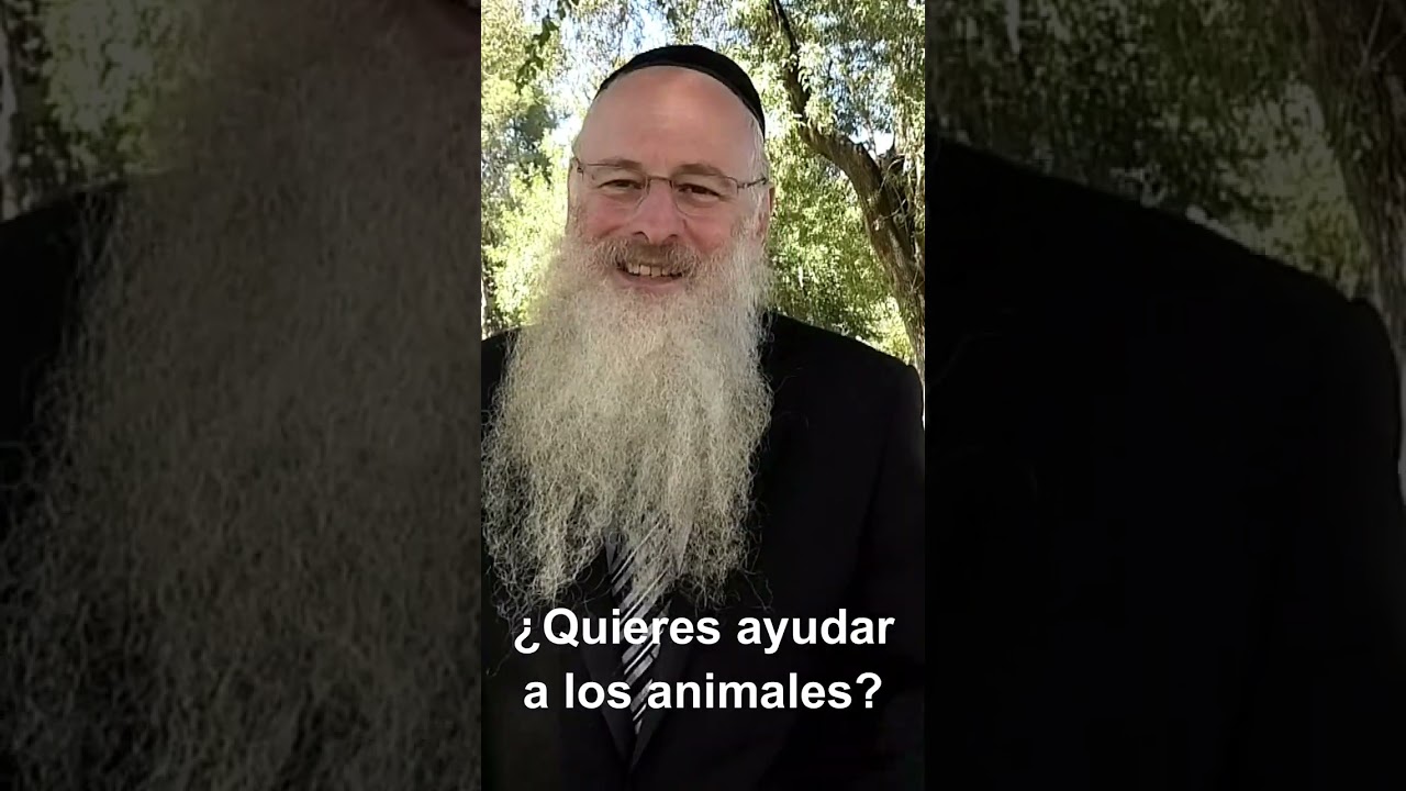 ayudar a un perro una experiencia de compasion y proteccion