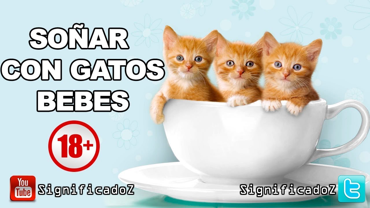 bebes gatos que significa este sueno