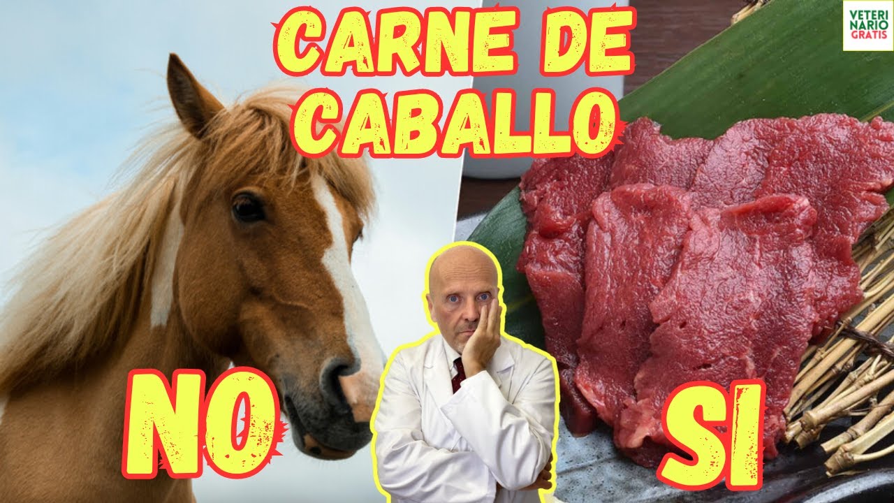 carne de caballo un mensaje de fuerza y resistencia
